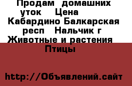 Продам  домашних уток. › Цена ­ 500 - Кабардино-Балкарская респ., Нальчик г. Животные и растения » Птицы   